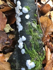 Exidia thuretiana
