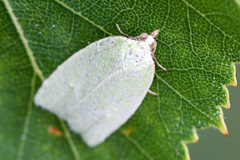 Tortrix viridana