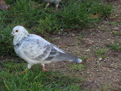 Columba livia domestica