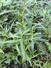 Alternanthera denticulata