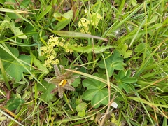 Alchemilla filicaulis vestita