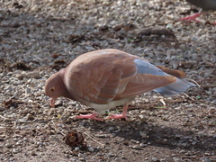Columba livia domestica