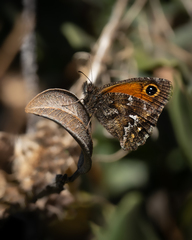 Auca coctei nycteropus