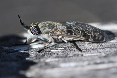 Haematopota pluvialis