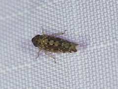 Osbornellus clarus
