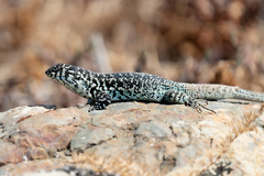 Liolaemus zapallarensis