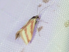 Microtheoris vibicalis
