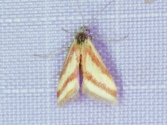 Microtheoris vibicalis