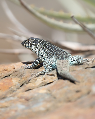 Liolaemus zapallarensis