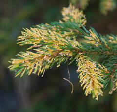 Chrysomyxa rhododendri