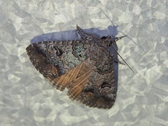 Eubolina impartialis