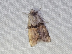 Cobubatha lixiva