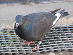 Columba livia domestica