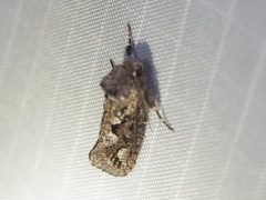 Acrolophus arcanella