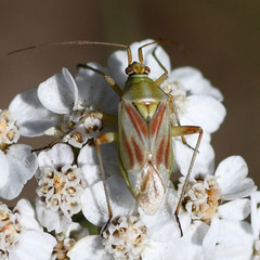 Calocoris roseomaculatus