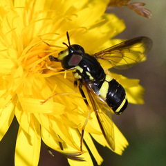 Chrysotoxum bicinctum