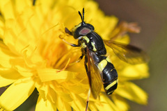 Chrysotoxum bicinctum