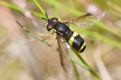 Chrysotoxum bicinctum
