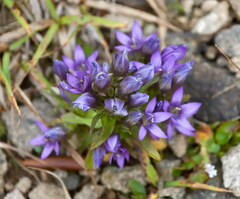 Gentianella