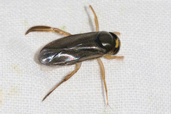 Corixa