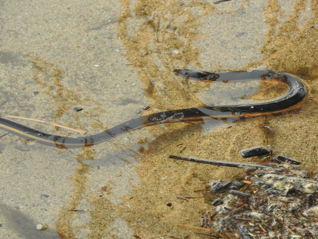 Yellowbellied Sea Snake from Estero San Francisco Bahia de Banderas