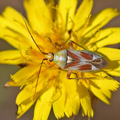 Calocoris roseomaculatus