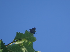 Satyrium w-album