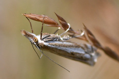 Crambus pratella