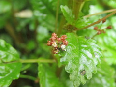 Pilea elliptica