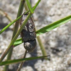 Prosternon tessellatum