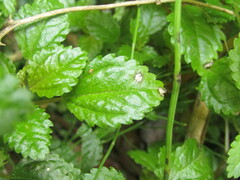 Pilea elliptica