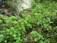 Pilea elliptica