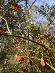Vaccinium elliottii