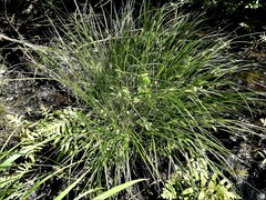 Carex tuckermanii
