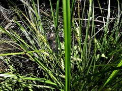 Carex tuckermanii