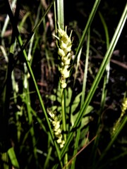 Carex tuckermanii