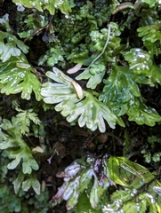 Hymenophyllum australe