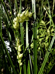 Carex tuckermanii