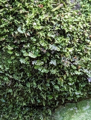 Hymenophyllum australe