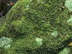 Hymenophyllum australe