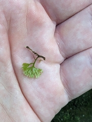Hymenophyllum australe
