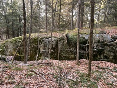 Plagiothecium laetum