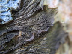 Leptogium isidiosellum