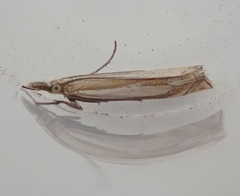 Crambus pascuella