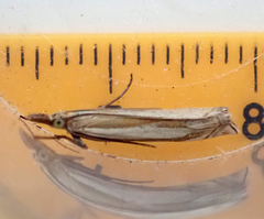 Crambus pascuella
