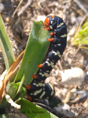 Chlanidophora patagiata