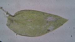 Plagiothecium laetum