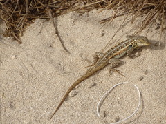 Sceloporus cozumelae