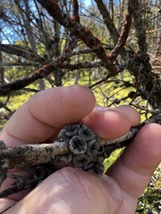 Melaleuca tortifolia