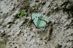 Morpho epistrophus